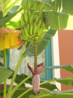 Так растут бананы на пальме